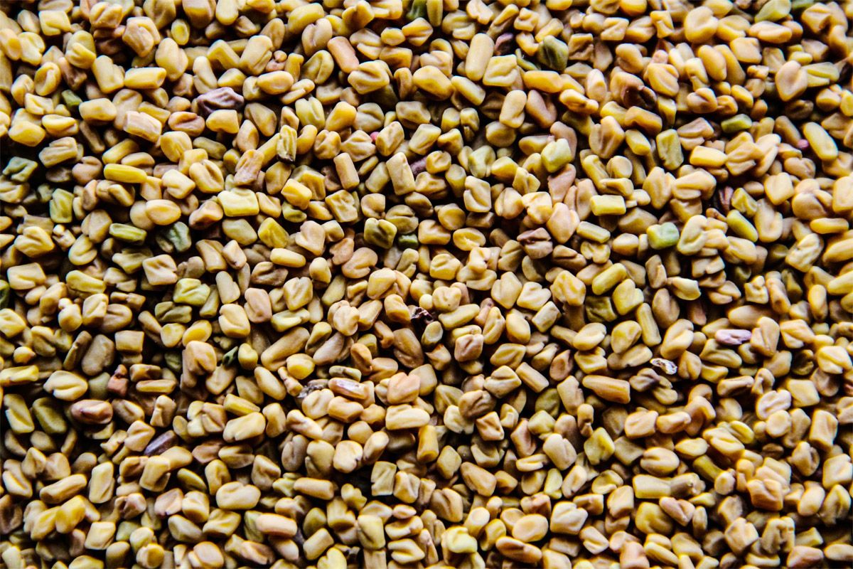 Weight Loss Fenugreek or Methi Dana Can Help Shed Kilos, Boost