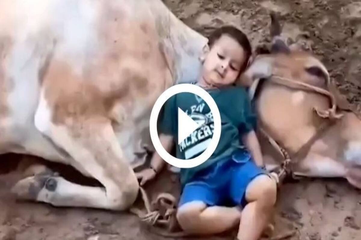 indian cow with child images