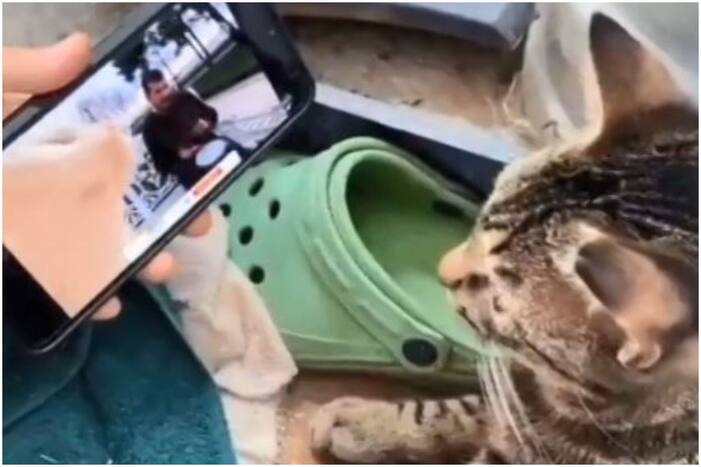 Adorable Cat Enjoys Bilal Goregen's Song, Leaves Internet Amused