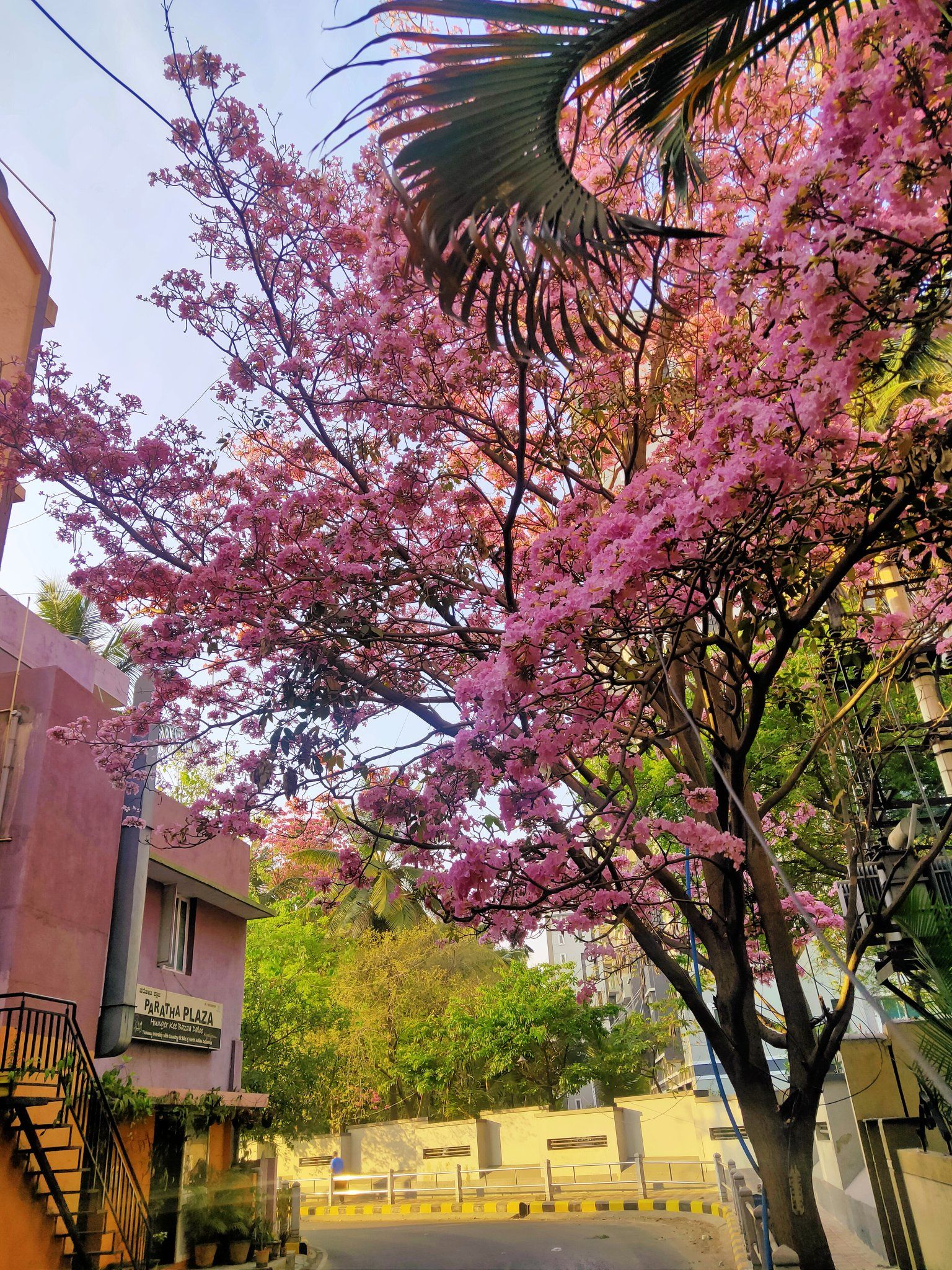 Incredible Photos of Tabibuea Rosea Flowers Blooming in Bengaluru as