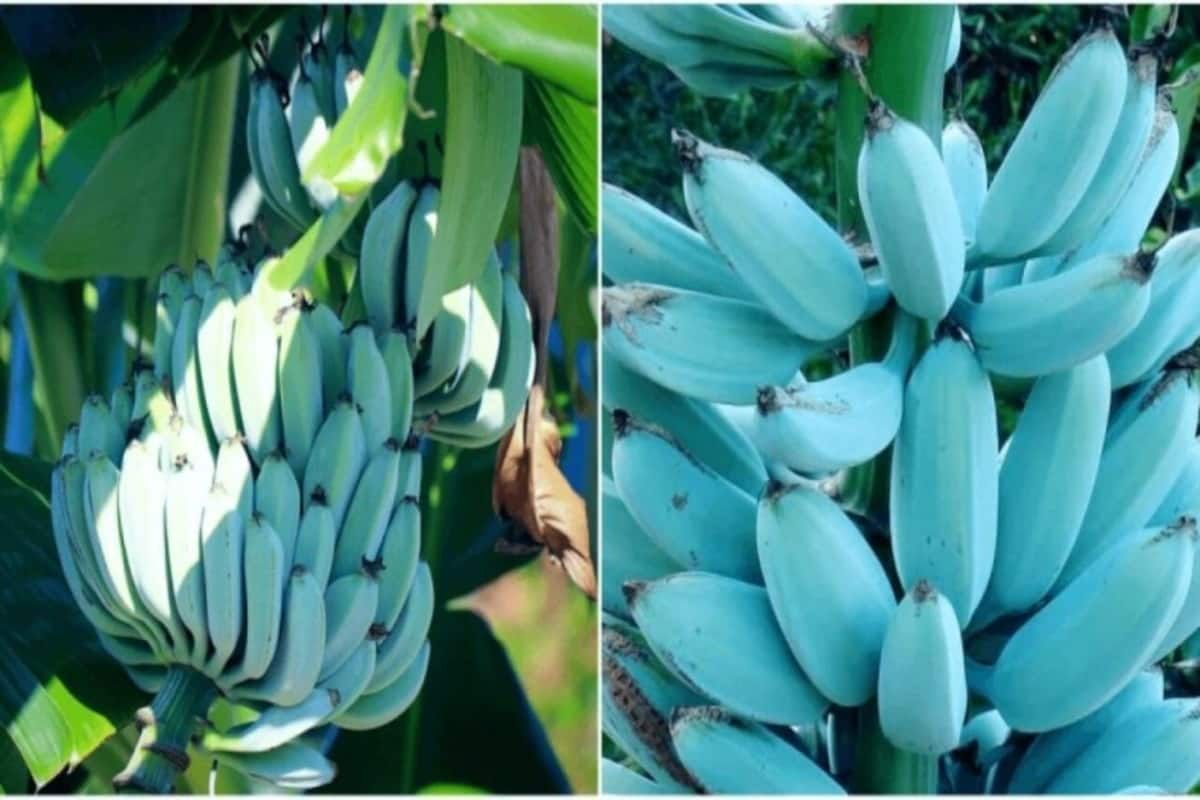 Blue Banana Makes Netizens Go Crazy And It Tastes Just Like Vanilla  Icecream - Wanna Try?