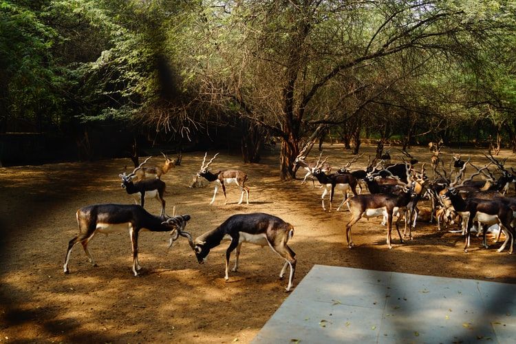 Delhi Zoo Gets A Makeover, Opens For Visitors From April 1 - Timings
