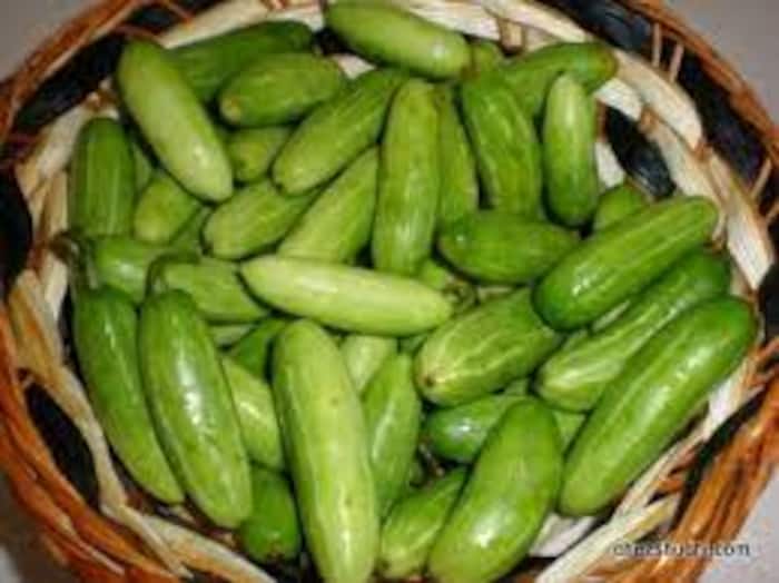 Kundru Benefits In Hindi वजन कम करने से लेकर मुंह के छालों को ठीक करने