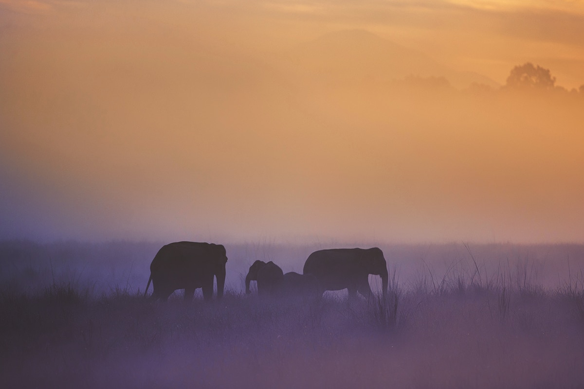 Corbett National Park Chosen 2nd Most Popular National Park in World As Per Trip Advisor Traveler Choice Award
