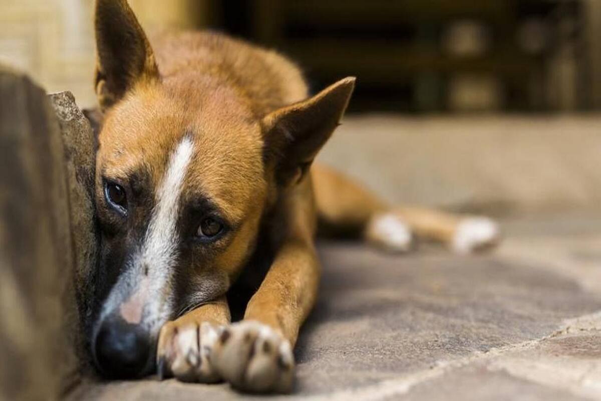 67-Year-Old Mumbai Man Rapes Female Stray Dog, Arrested After Act Caught on  Camera
