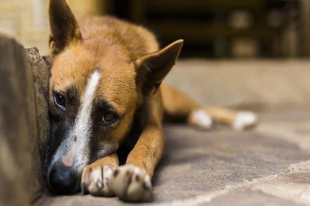 67-Year-Old Mumbai Man Rapes Female Stray Dog, Arrested After Act Caught on  Camera