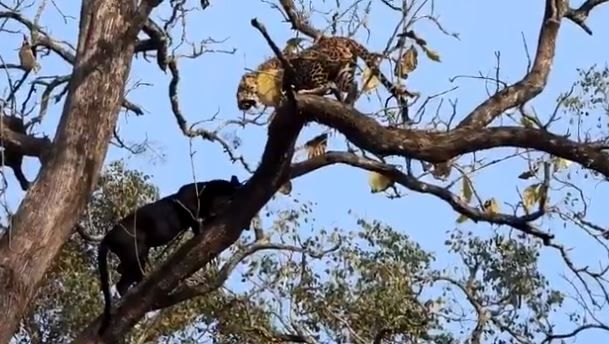 Video of Unusual Fight Between Rare Black Panther and Leopard Goes Viral | Watch
