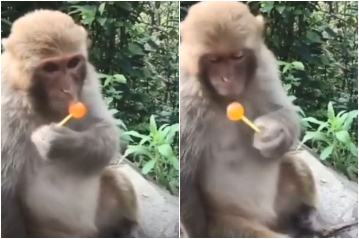 Viral Video Of Monkey Licking A Lollipop Is The Cutest Thing On viral-video-of-monkey-licking-a-lollipop-is-the-cutest-thing-on