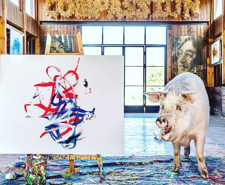 Pigcasso the Famous Painting Pig Whose Art Sold for Thousands Dies at  8-Years-Old