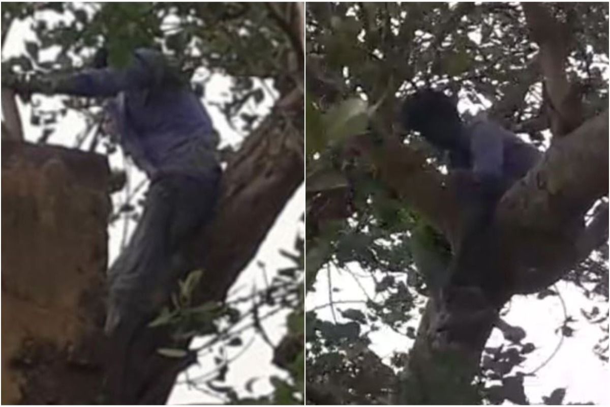 man-climbs-50-feet-tall-tree-in-rajasthan-to-get-his-wife-back-from-her