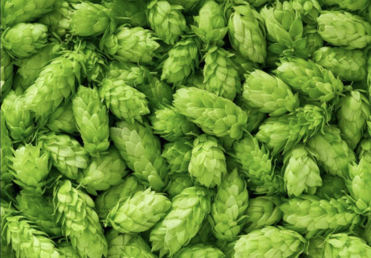 Hop-shoots: The world’s costliest vegetable