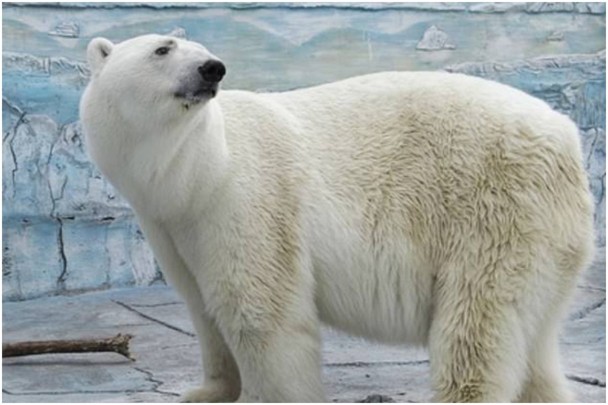 Heartbreaking: Polar Bear Dies After It Swallows Rubber Ball Thrown by a Zoo Visitor