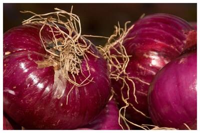 Indian Shallot Information and Facts