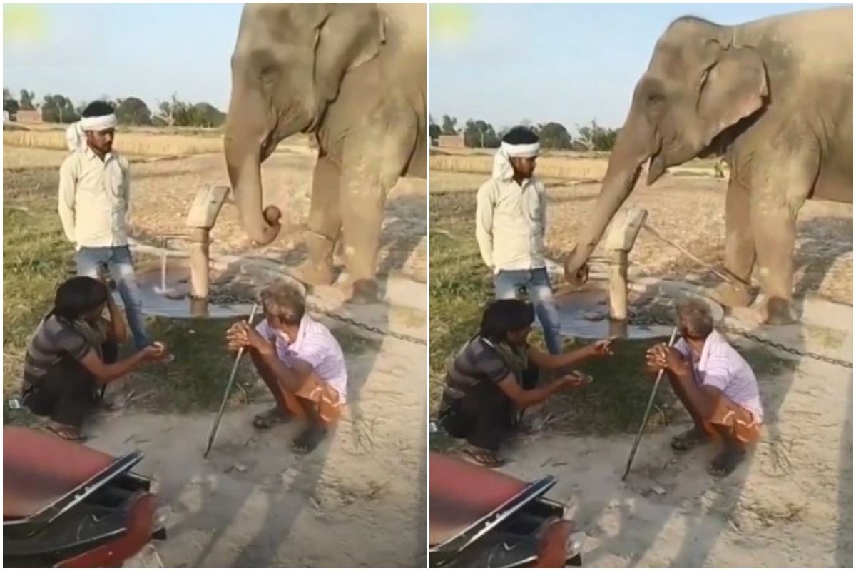 Viral Video Thirsty Elephant Operates Hand Pump on His Own to Drink