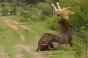 Viral Video: Lion Tries To Hunt Buffalo But Gets A Dhobhipachhad From His  Friend | Watch