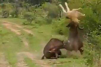 Viral Video: Lion Tries To Hunt Buffalo But Gets A Dhobhipachhad From His Friend | Watch Viral Video: Lion Tries To Hunt Buffalo But Gets A Dhobhipachhad From His Friend | Watch