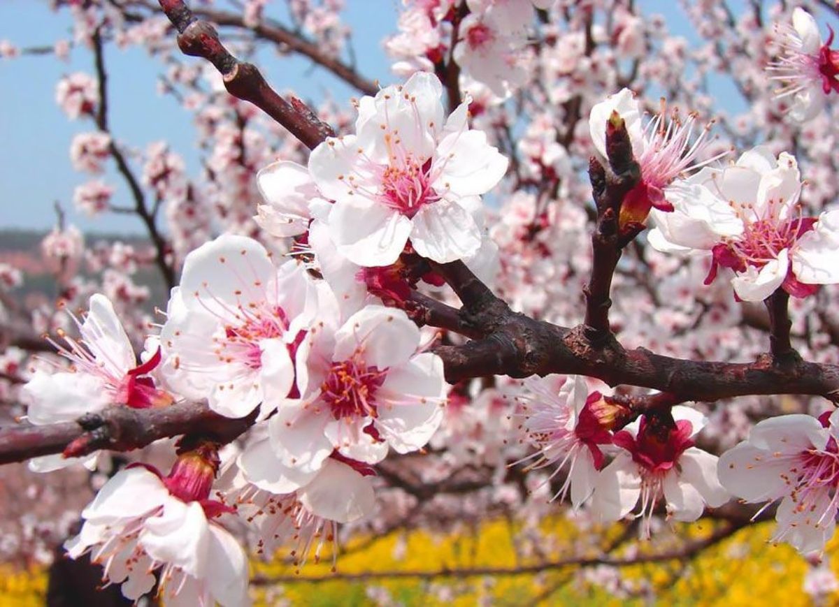 Visual Delight: Ladakh Apricot Blossom Festival Is A Traveler's Paradise | See Pics