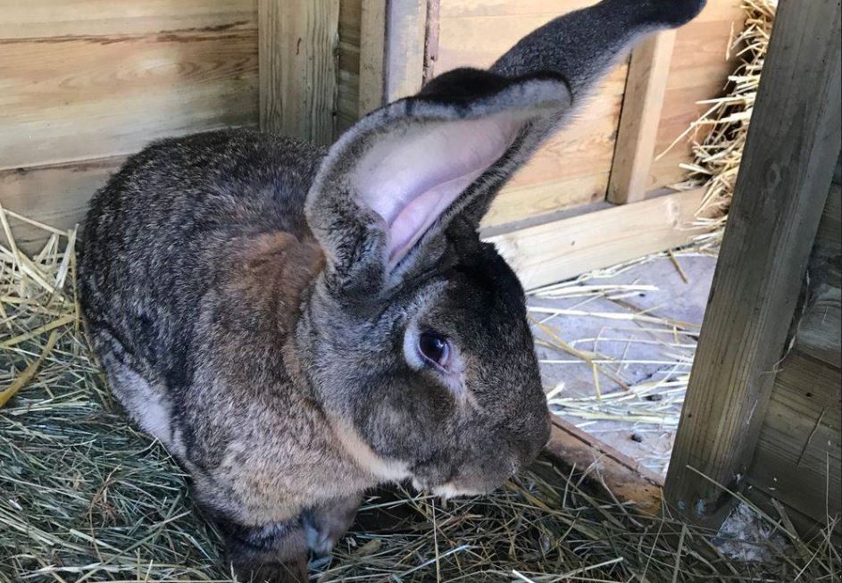 Darius —World's Largest Rabbit Stolen, Owner Offers Rs 2 Lakh Reward For Information