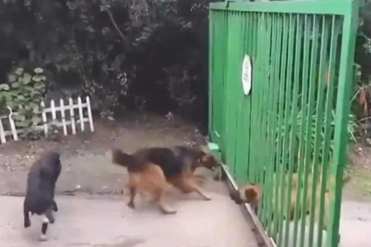 Viral Video: This Hilarious Dog Fight Will Remind You of Phir Hera Pheri  Scene | Watch