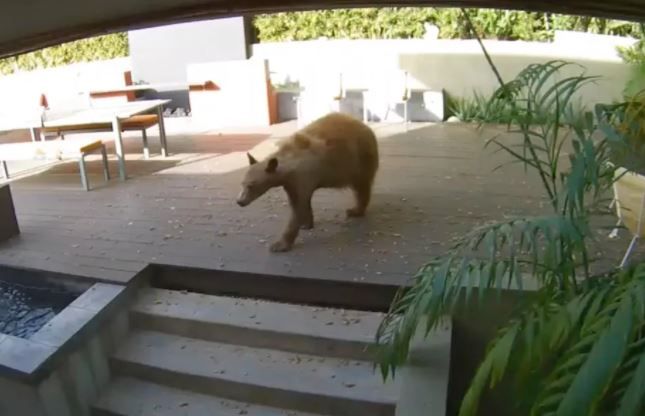 Viral Video: Two Tiny Dogs Chase a Giant Bear Out of Family Home While Owner Napped | Watch