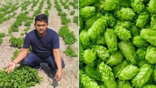 At ₹1 Lakh/Kg, This Bihar Farmer Is Growing World's Costliest Vegetable. Check Details