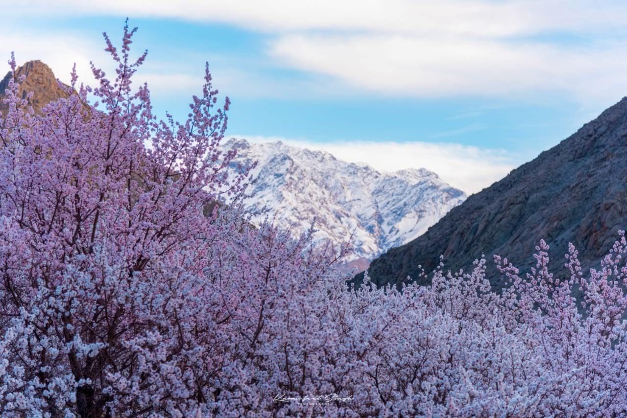 Visual Delight: Ladakh Apricot Blossom Festival Is A Traveler's Paradise | See Pics