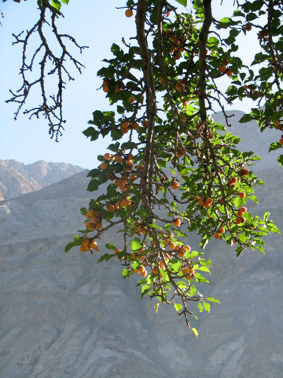 Visual Delight: Ladakh Apricot Blossom Festival Is A Traveler's Paradise | See Pics