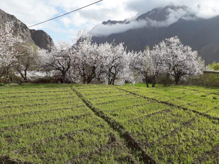 Visual Delight: Ladakh Apricot Blossom Festival Is A Traveler's Paradise | See Pics