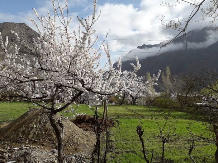 Visual Delight Ladakh Apricot Blossom Festival Is A Traveler
