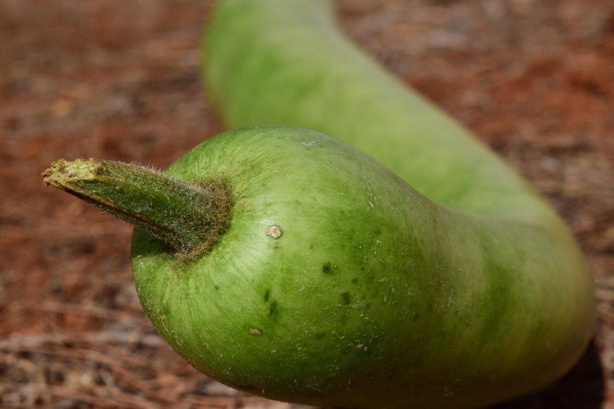 bottle gourd weight loss