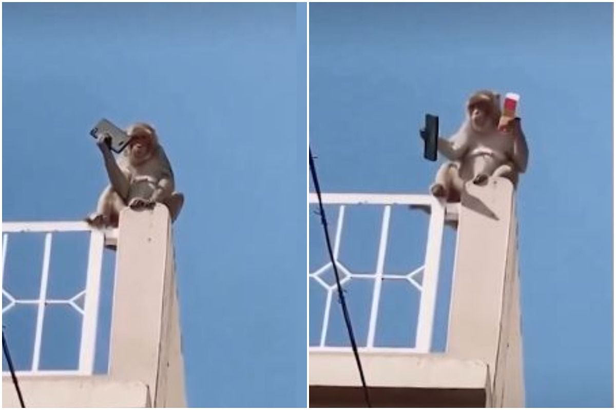 Viral Video: Mischievous Monkey Runs Away With a Smartphone & Plays