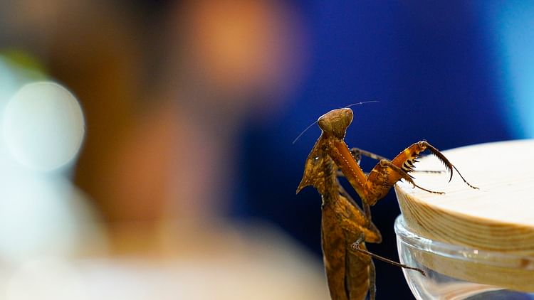 Pandemic Impact: New Insect Species From Kosovo Named After Coronavirus!