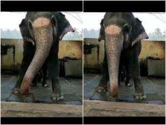 Viral Video: Elephant Dances to Namo Namo Ji Shankara, Netizens Love it |  Watch