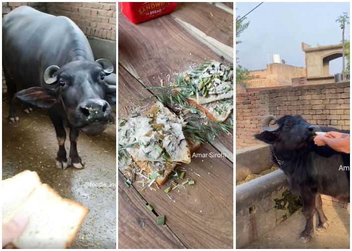 Video of This Buffalo Happily Enjoying a Sandwich Goes Viral, Food Blogger Says, 'Why Should Humans Have All The Fun'
