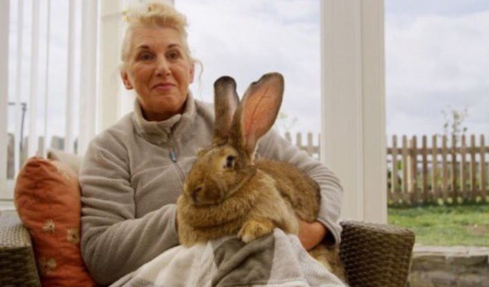 Guinness World Record's biggest rabbit stolen from home as police hunt for  culprit - Good Morning America