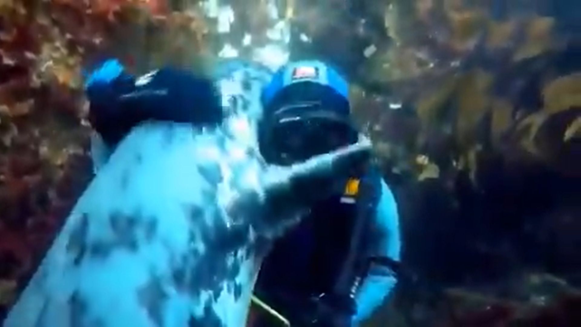 Viral Video: Scuba Diver Gets Warm Hug from a Seal Under Water, Netizens Say, 'It's Pure Love'