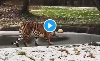 Viral Video: Tiger Walks on Thin Ice, What Happens Next Will Make You LOL