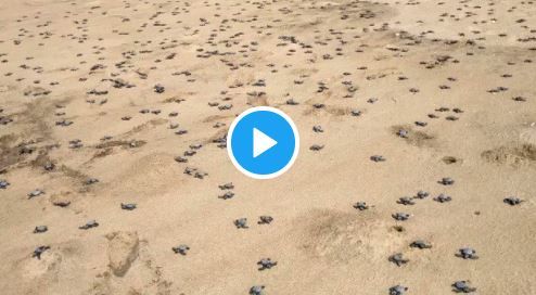1.48 Crore Endangered Olive Ridley Turtles Born at Odisha's Gahirmatha Beach, Take Their First Steps | Watch