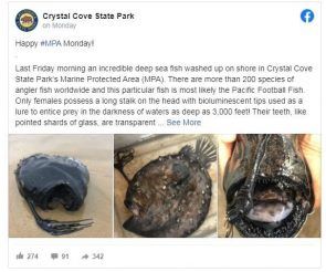 Pacific Football Fish: Rare Monstrous-Looking Fish Found Spotted On ...