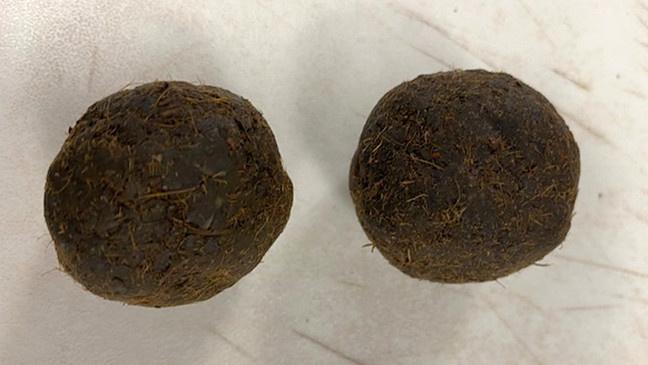 Cake Surprise: Cow Dung Cakes Found in Indian Passenger's Baggage at US Airport, Destroyed
