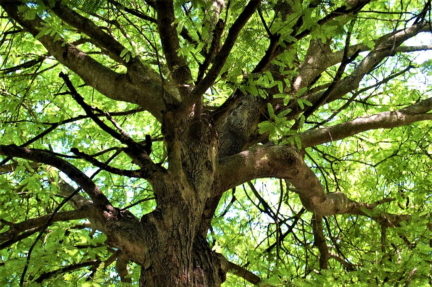 With No Place to Isolate, Covid Positive Student Spends 11 Days on a Tree in Telangana