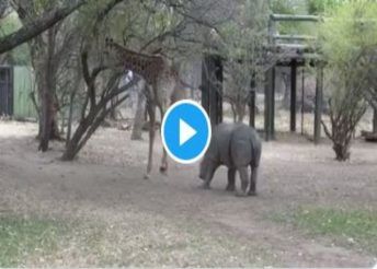 Viral Video प छ खड ह कर कर रह थ छ ड ख न त ज र फ न म र ज रद र ल त च र ख न च त त ह गय म ट ग ड Viral Video When Giraffe Kicked Rhino Maari Jordar Laat