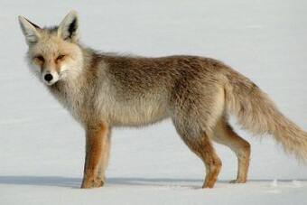 Himalayan Red Fox's Subspecies Spotted in Uttarakhand 
