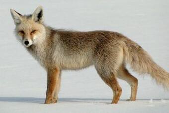 Himalayan Red Fox's Subspecies Spotted in Uttarakhand Himalayan Red Fox's Subspecies Spotted in Uttarakhand