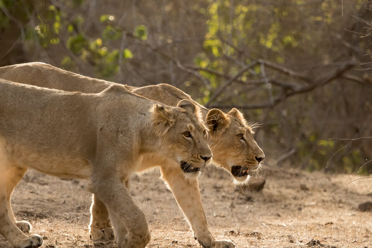 Two Lionesses Test Covid Positive At Etawah Safari Park In Uttar Pradesh, Kept In Isolation