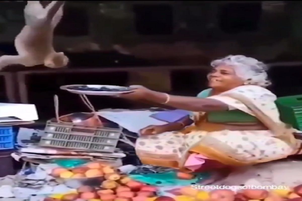 Monkey Viral Video: फल बेचती महिला ने बंदर को प्यार से खिलाया अंगूर ...