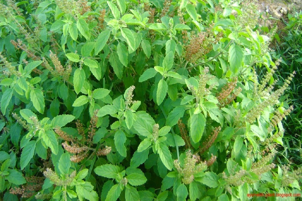 Tulsi Puja Niyam 