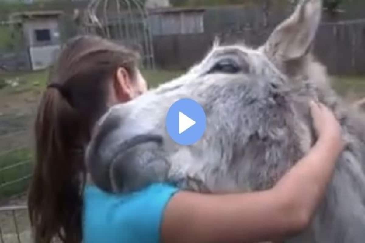 Viral Video: Donkey Showers Love And Hugs Little Girl Who Raised It | WATCH Viral Video: Donkey Showers Love And Hugs Little Girl Who Raised It | WATCH