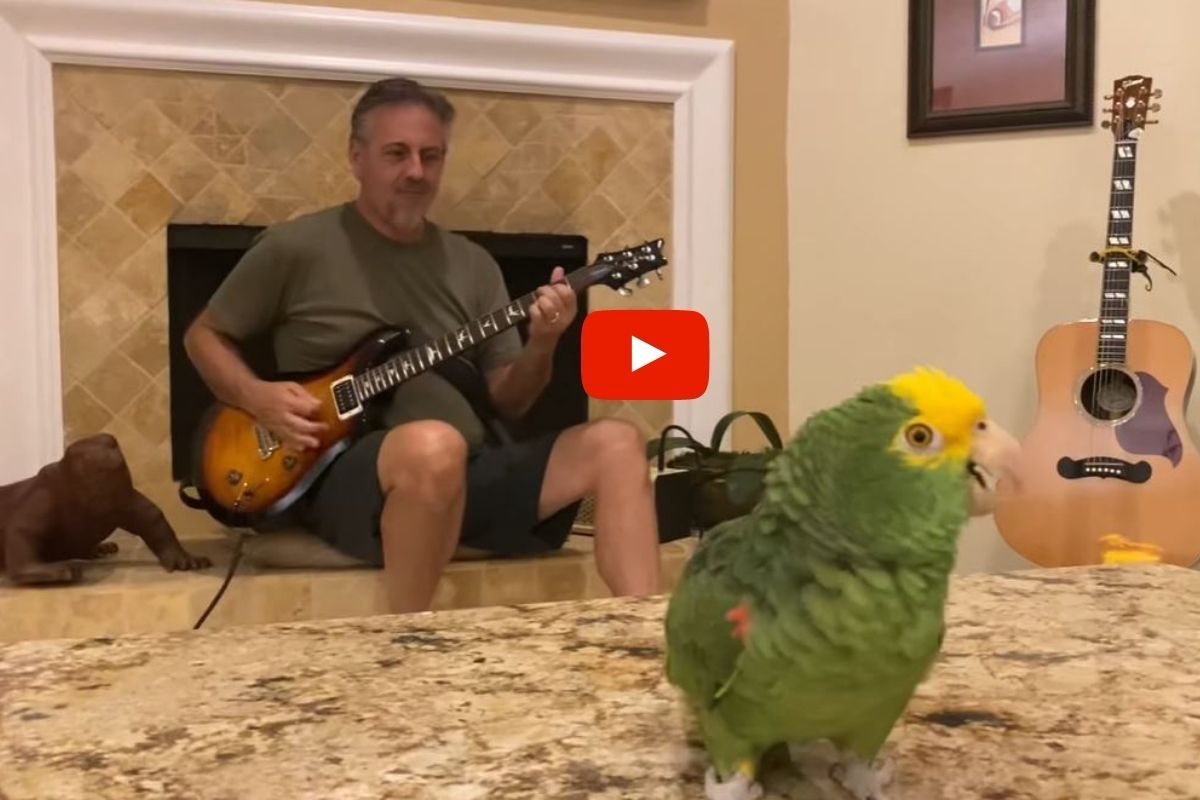 Viral Video: This Parrot Singing Freestyle Vocals While the Owner Plays ...