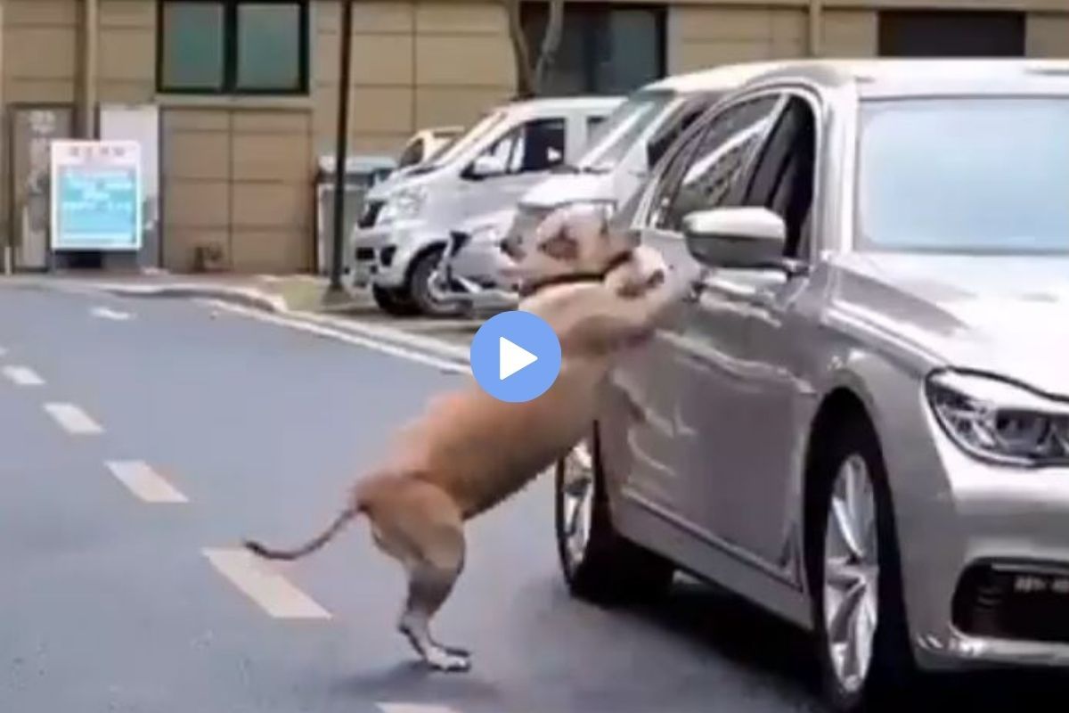 Viral Video of Dog Teaching Car Driver a Lesson for Littering Road is the Best Thing on Internet Today | WATCH